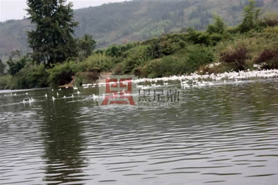 成年白鶩鴨